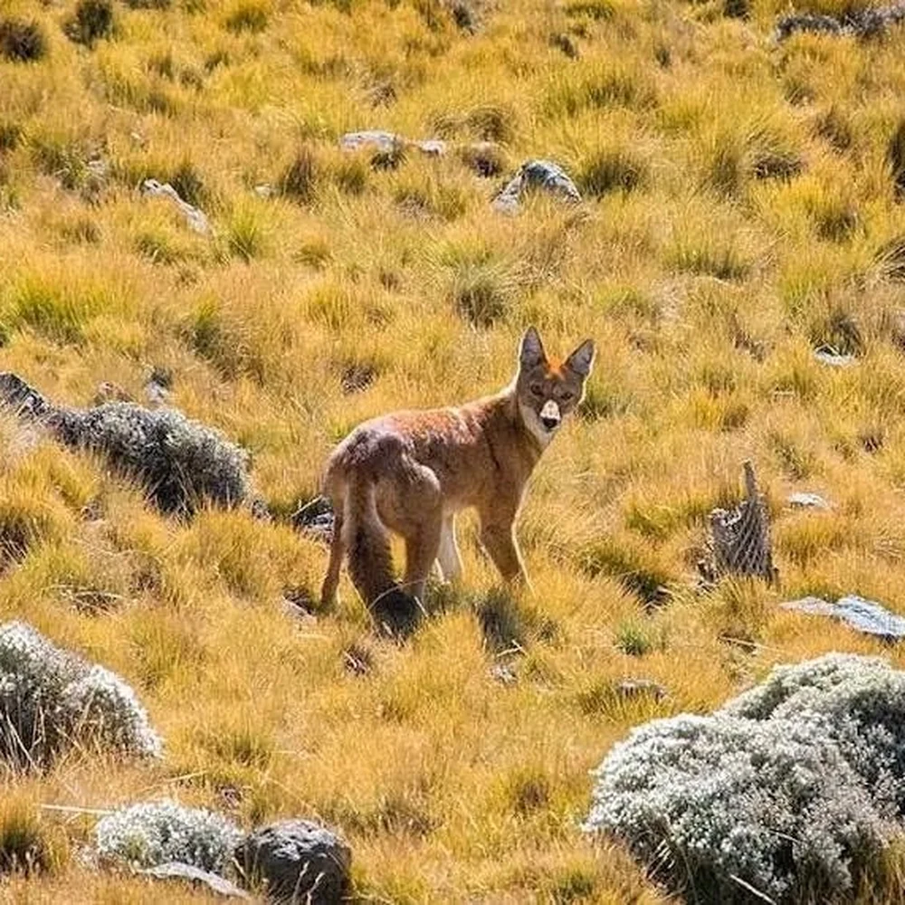 Highlands Trekking & Endemic Wilderness