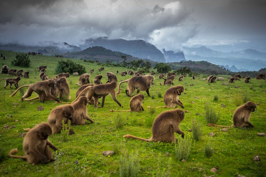 Dramatic highland ridgelines and escarpments of the Simien Mountains
