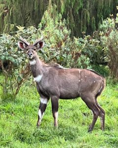Bale Mountains & Sanetti Afro-Alpine Plateau