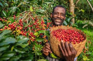 Birthplace of Arabica & Coffee Heritage
