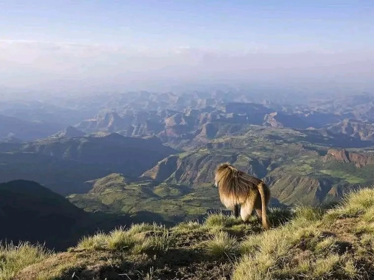Highlands Trekking & Endemic Wilderness