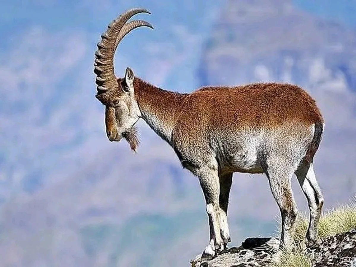 Walia Ibex on Simien Cliffs